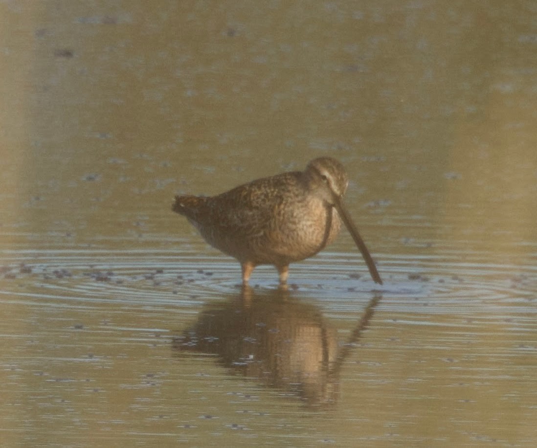 Long-billed Dowitcher - ML618299345