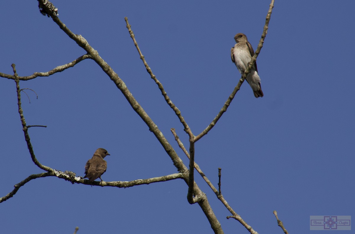 Northern Rough-winged Swallow - ML618299349