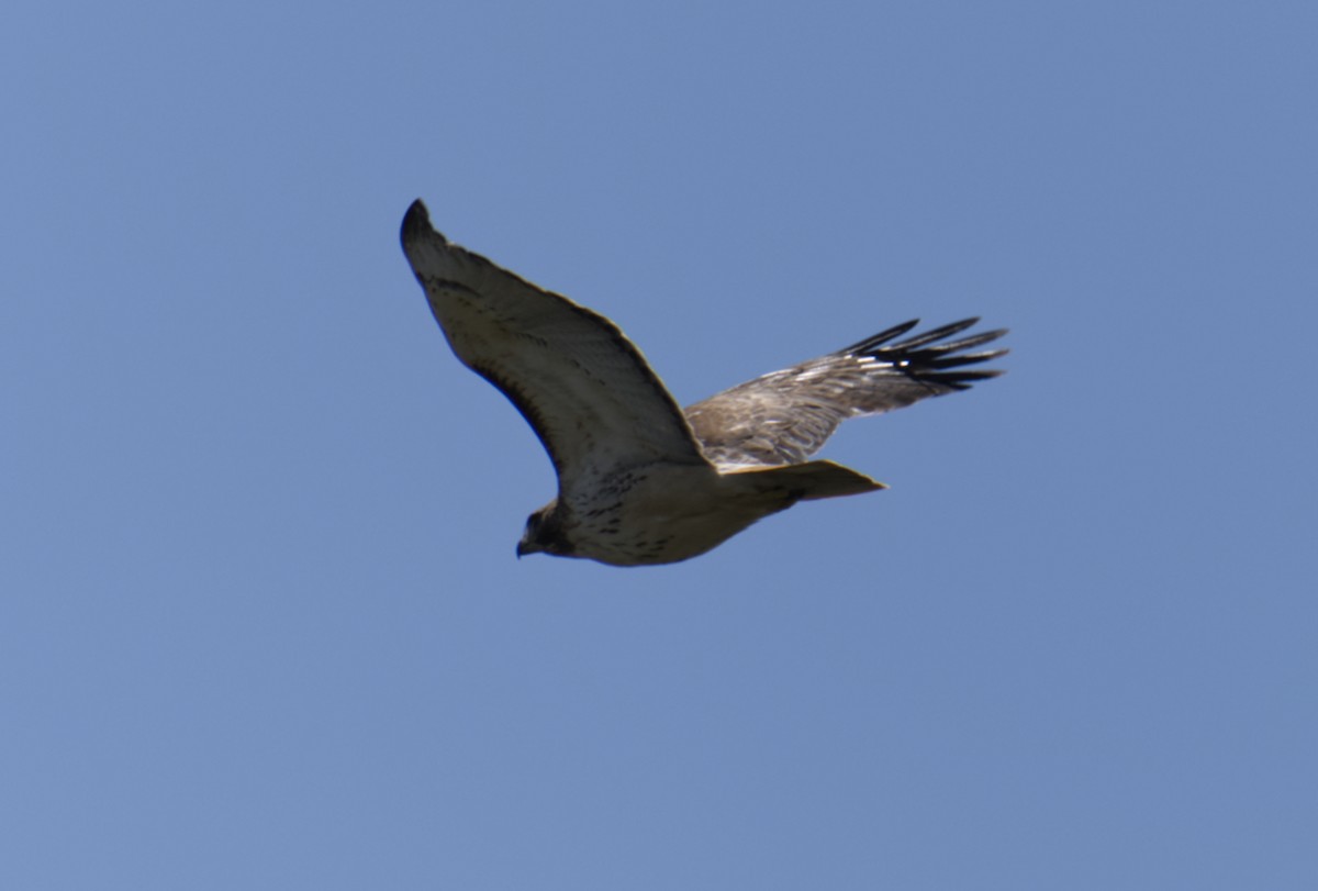 Red-tailed Hawk - ML618299355