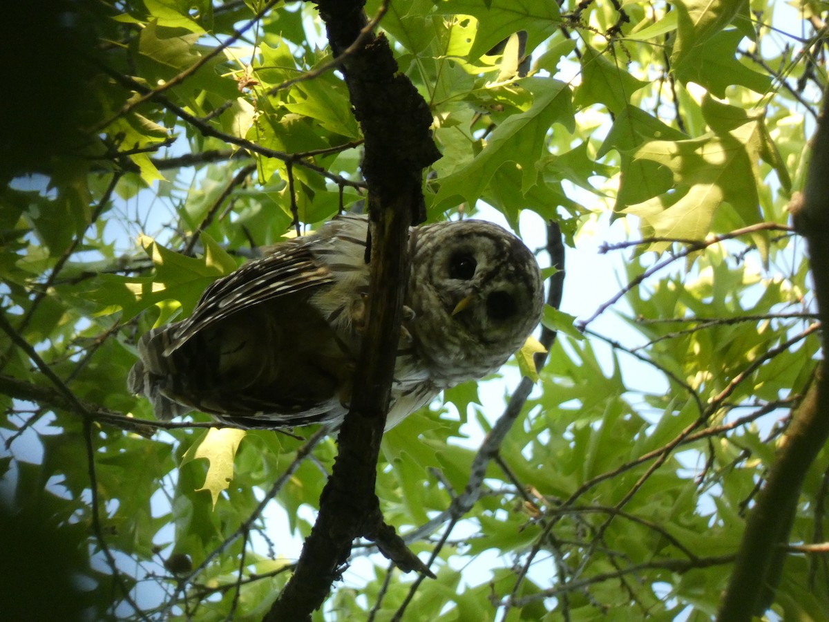 Barred Owl - Sharanyan Raghavan