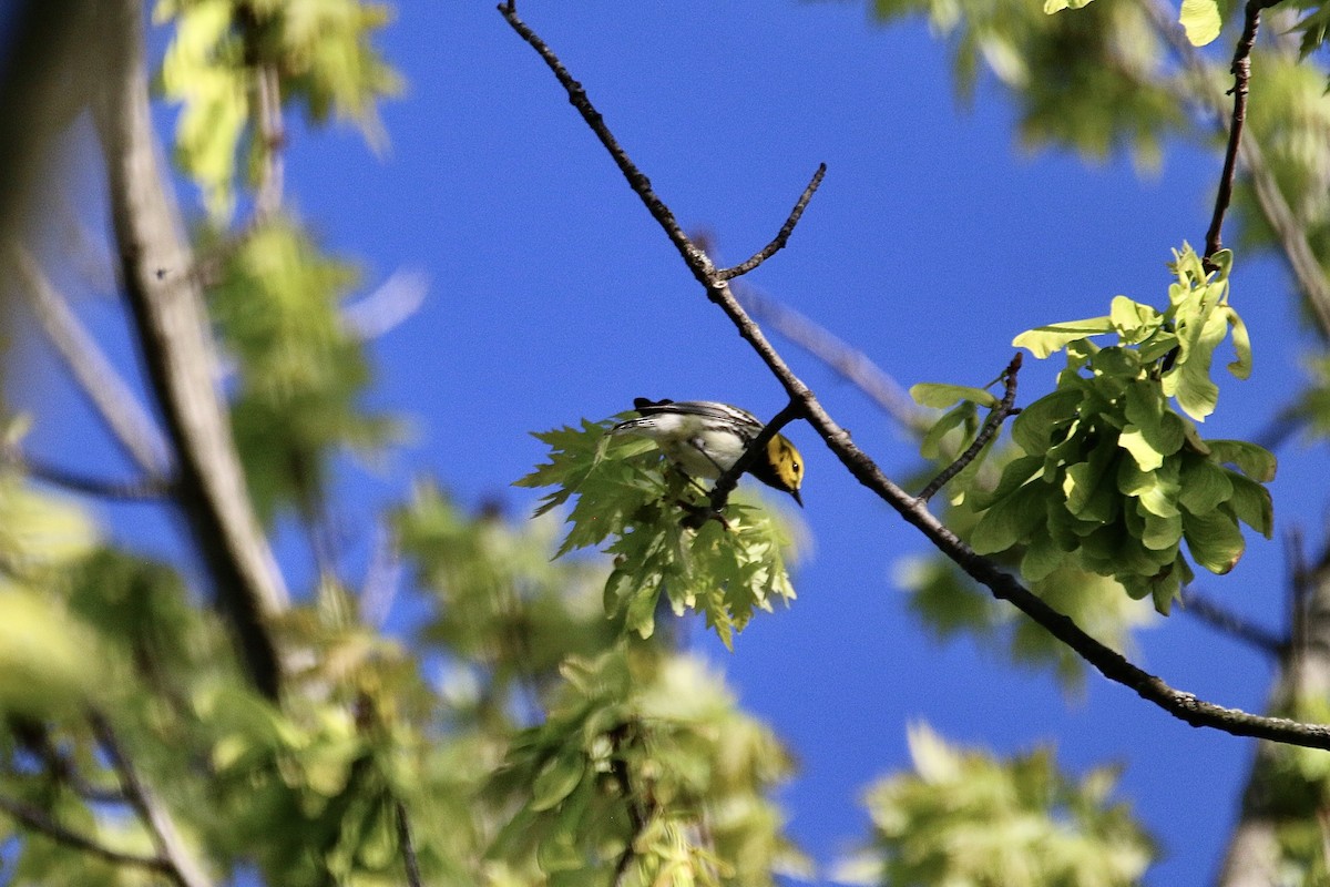 Black-throated Green Warbler - Susannah Hera