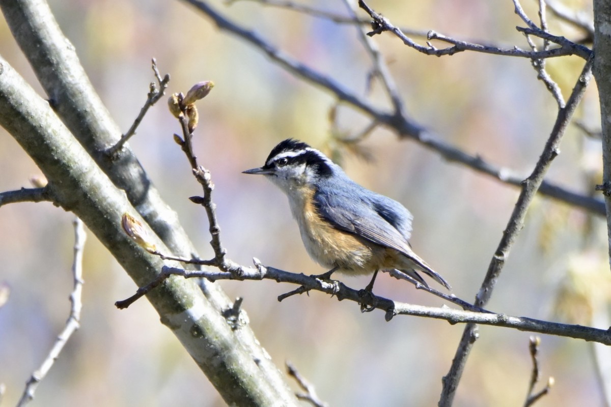 Red-breasted Nuthatch - ML618299420