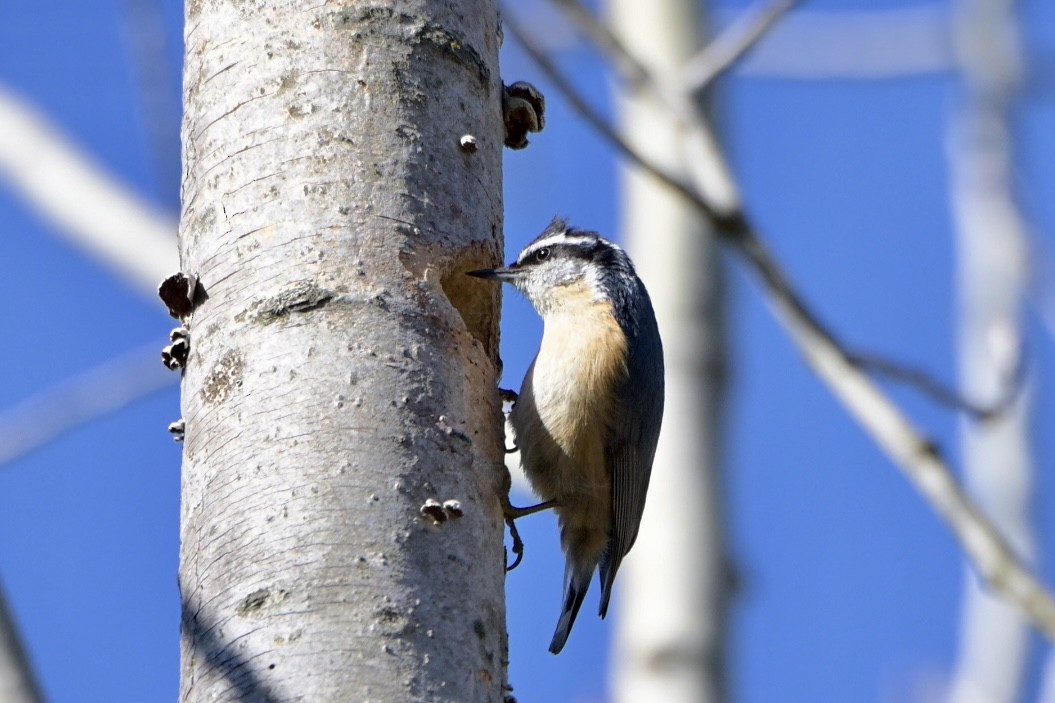 Red-breasted Nuthatch - ML618299429
