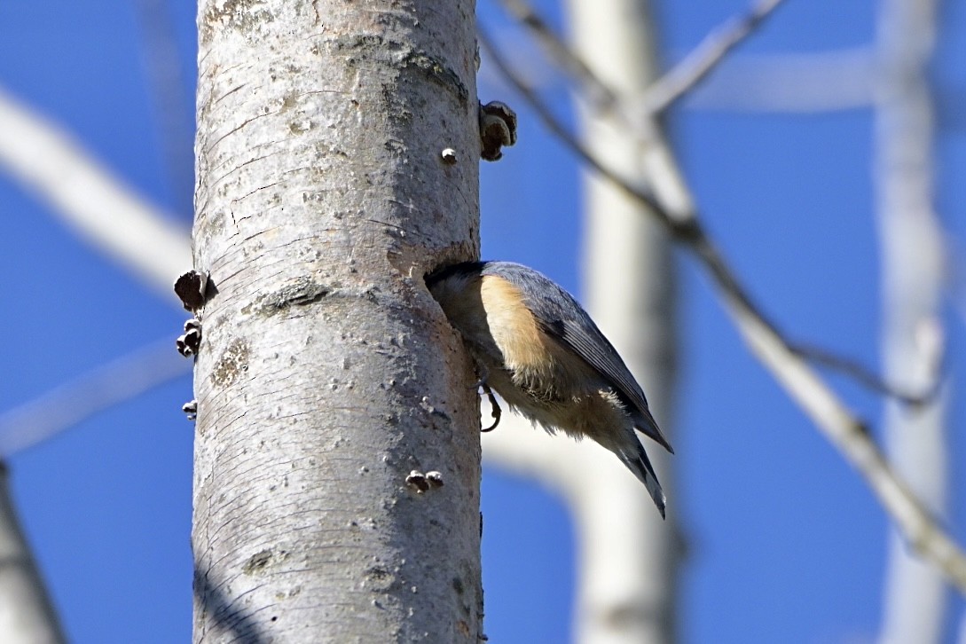 Red-breasted Nuthatch - ML618299440