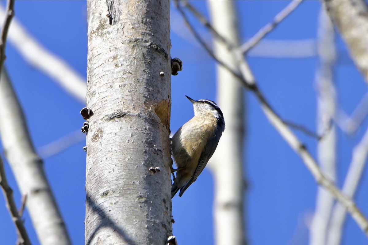 Red-breasted Nuthatch - ML618299450