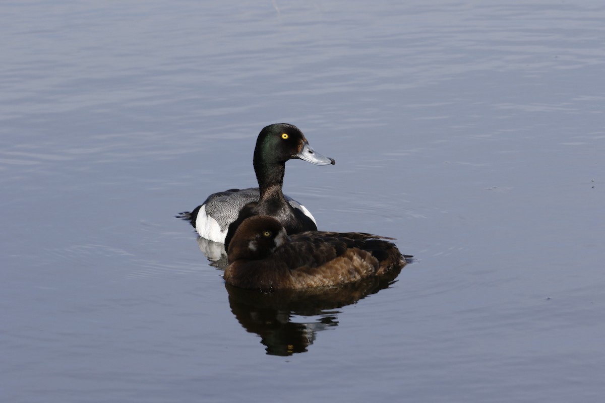 Greater Scaup - ML618299481