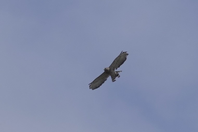Broad-winged Hawk - ML618299483