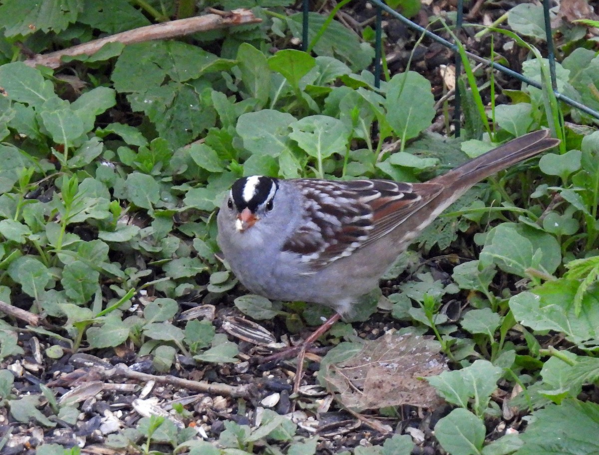 White-crowned Sparrow - ML618299537