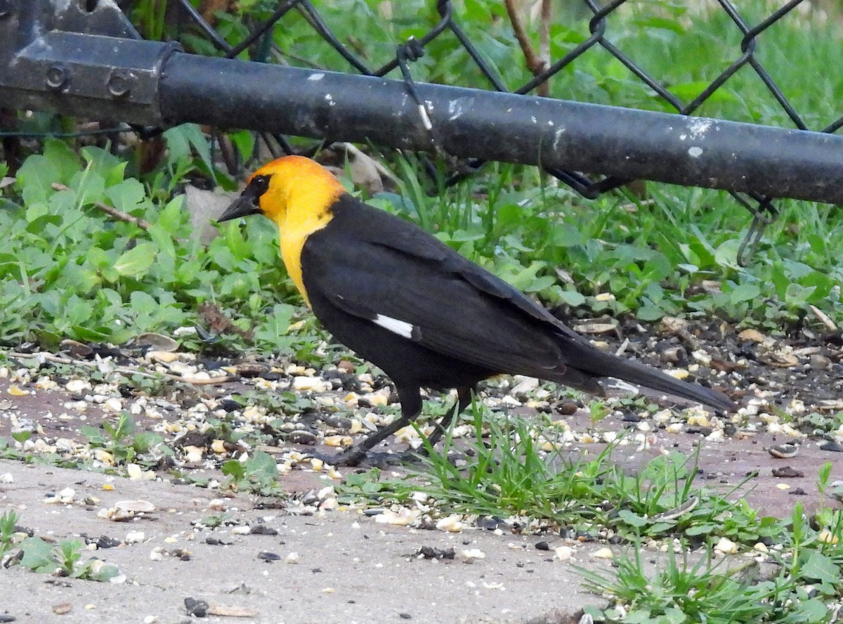 Yellow-headed Blackbird - ML618299554