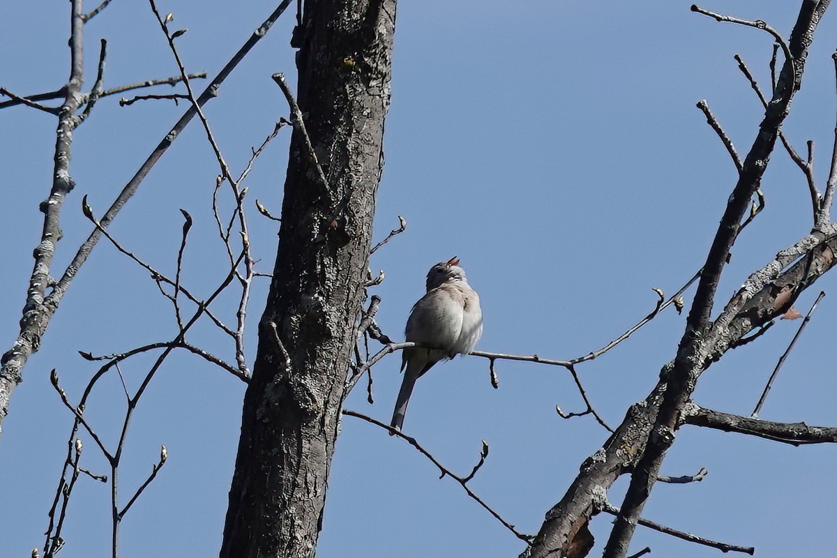Field Sparrow - Carol Speck