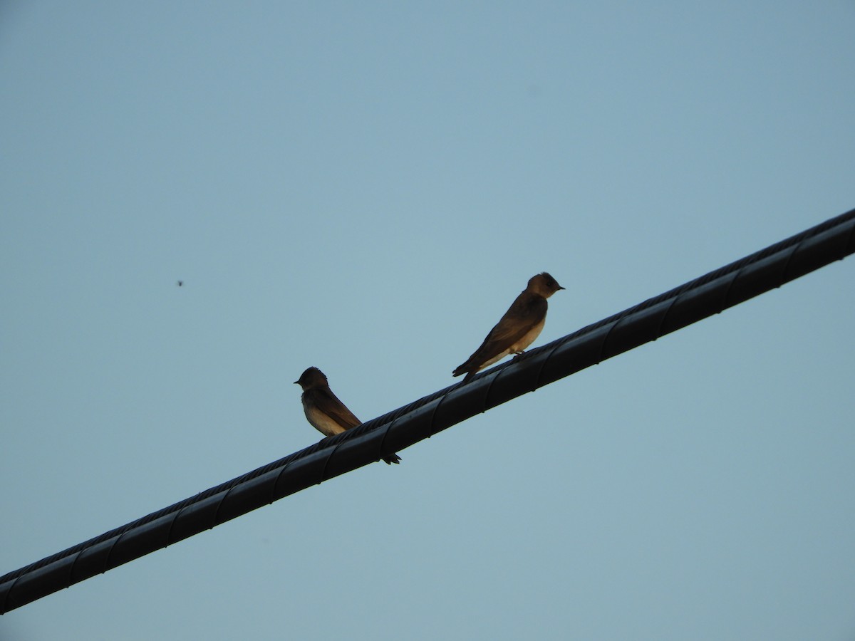 Northern Rough-winged Swallow - ML618299640