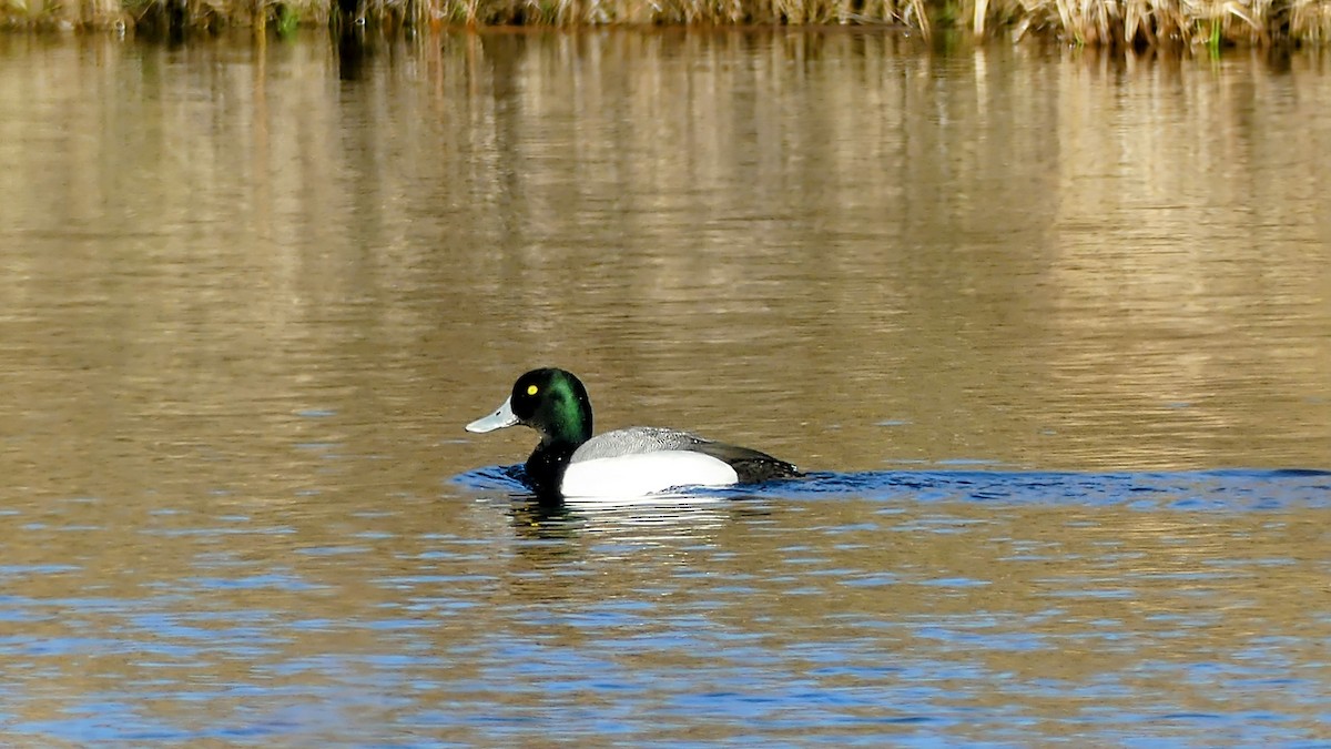 Greater Scaup - ML618299658