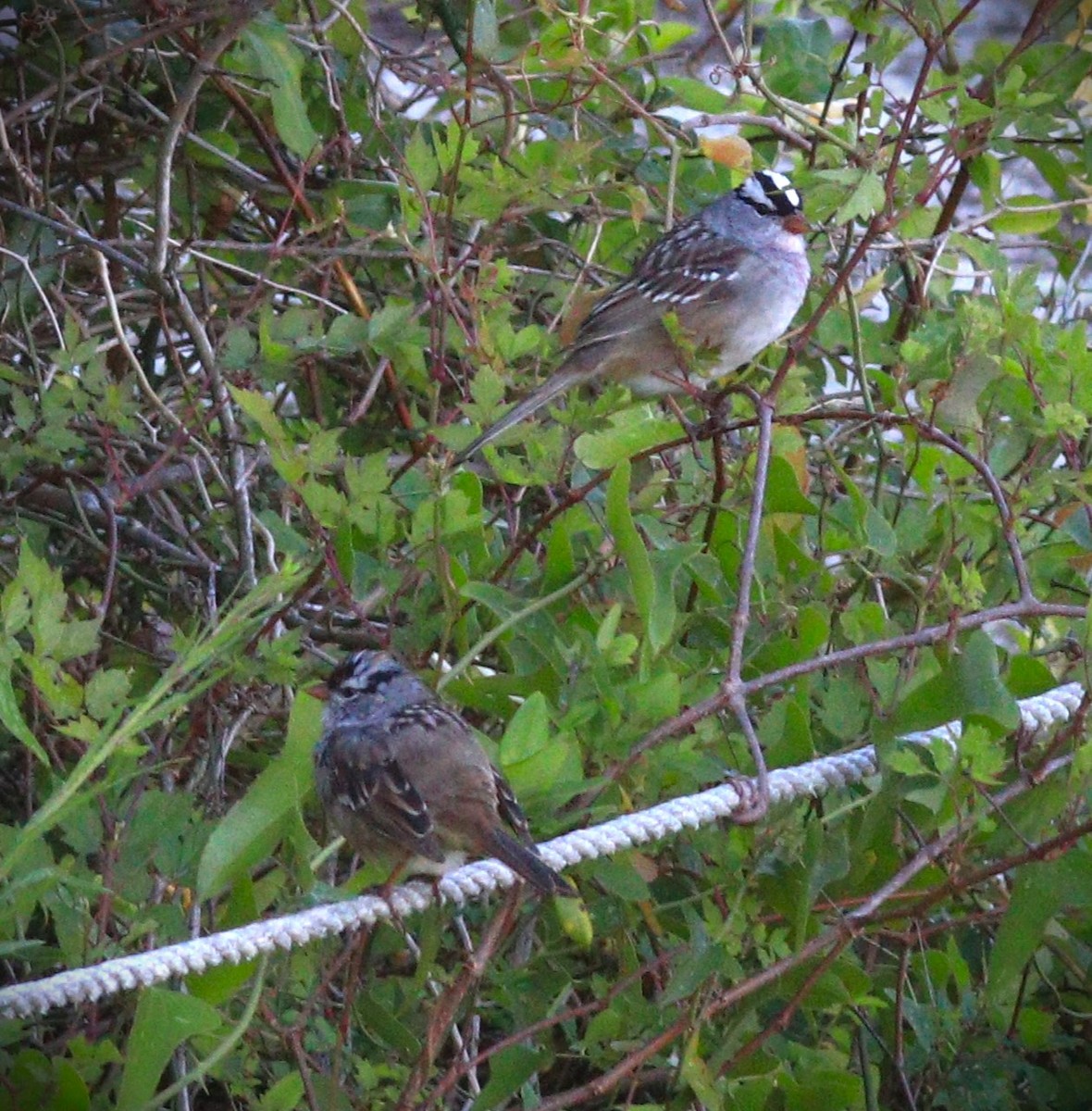 White-crowned Sparrow - ML618299660