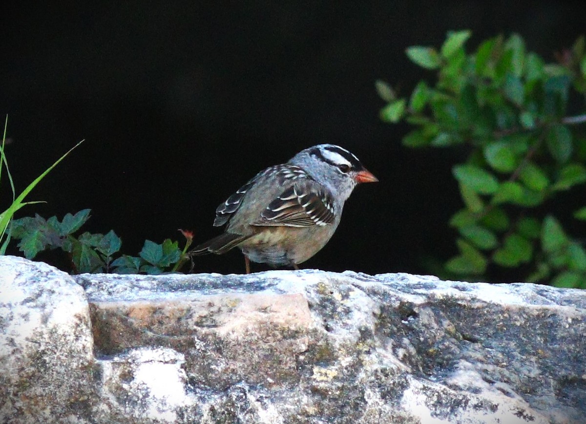 White-crowned Sparrow - ML618299665