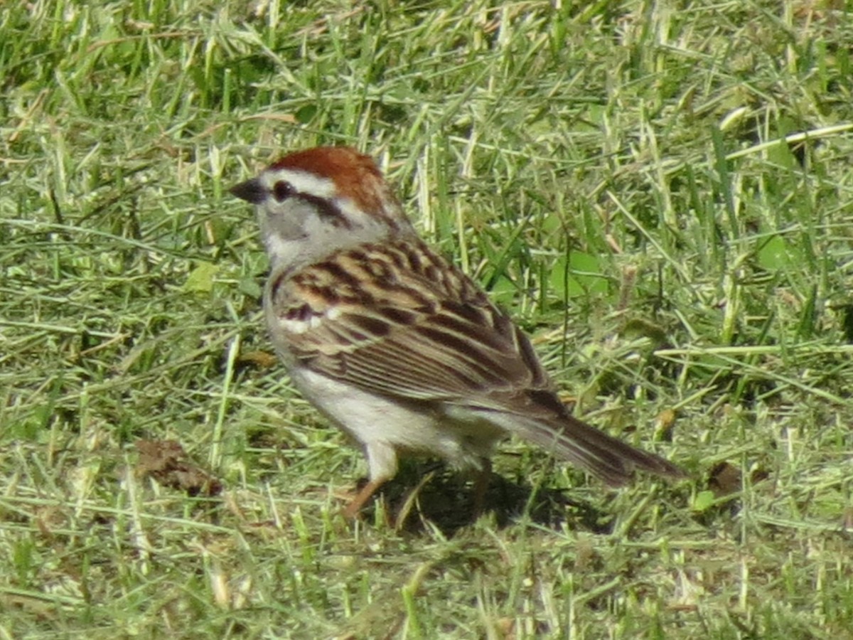 Chipping Sparrow - ML618299666