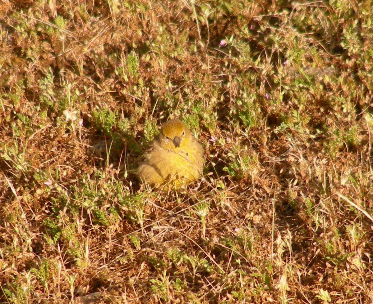 Grassland Yellow-Finch - Benito Rosende Godoy