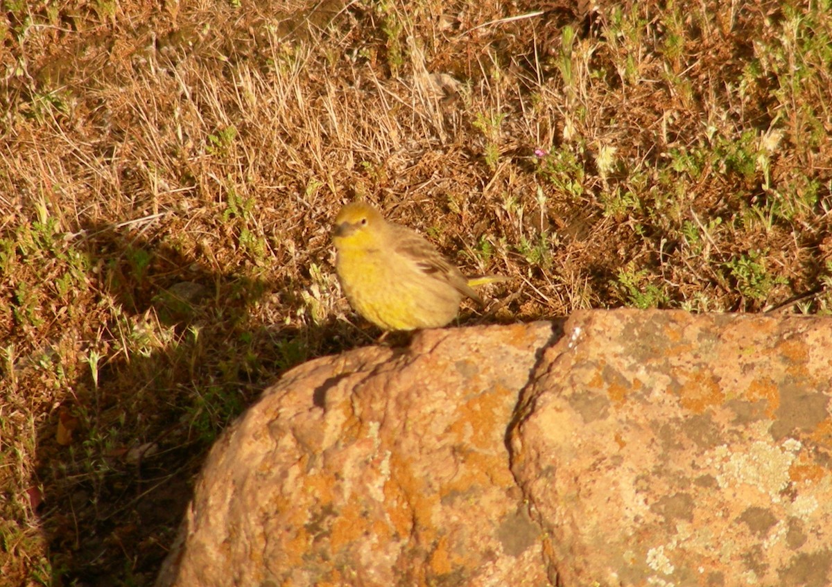 Grassland Yellow-Finch - ML618299686