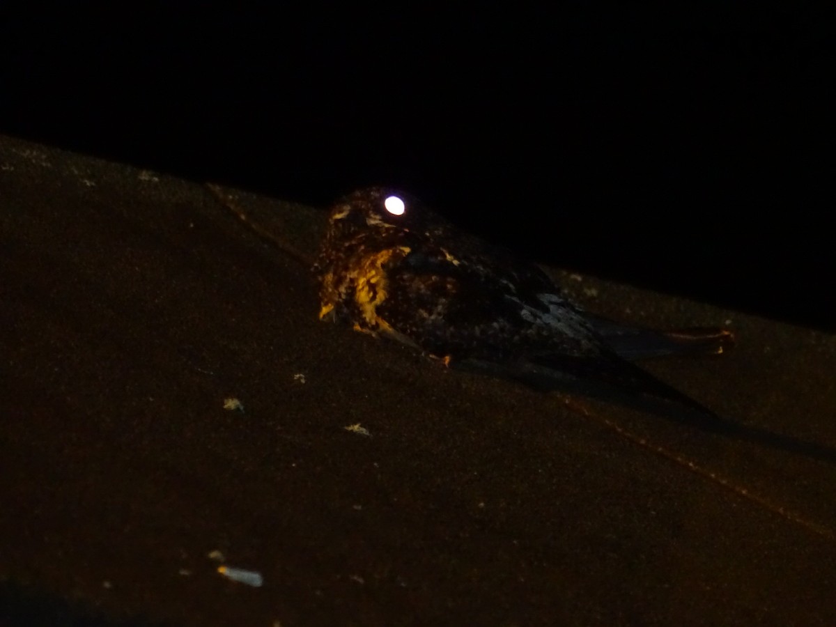 Lyre-tailed Nightjar - ML618299694