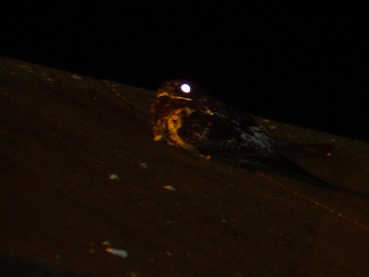 Lyre-tailed Nightjar - Kevin Borja