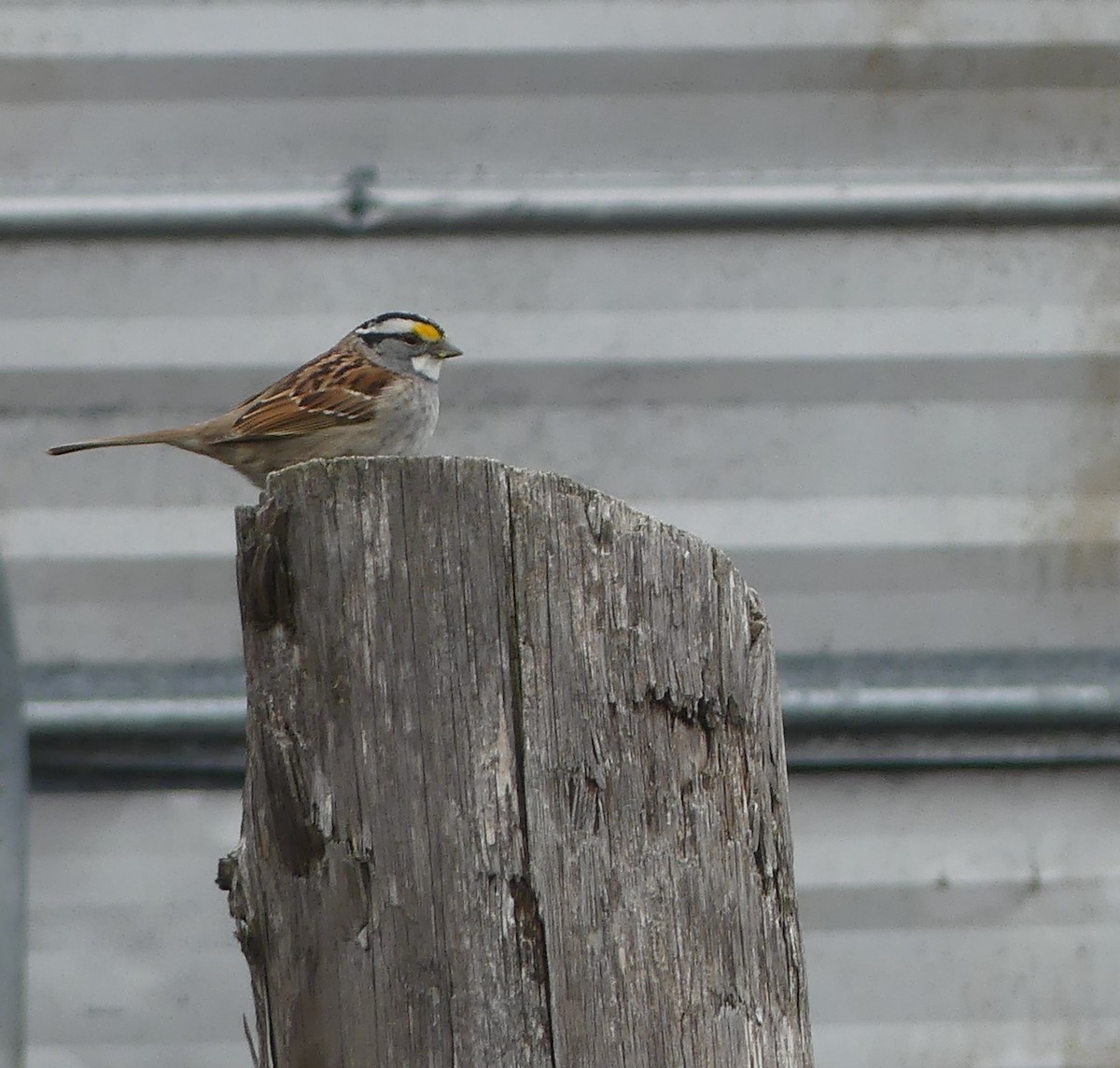 White-throated Sparrow - ML618299713