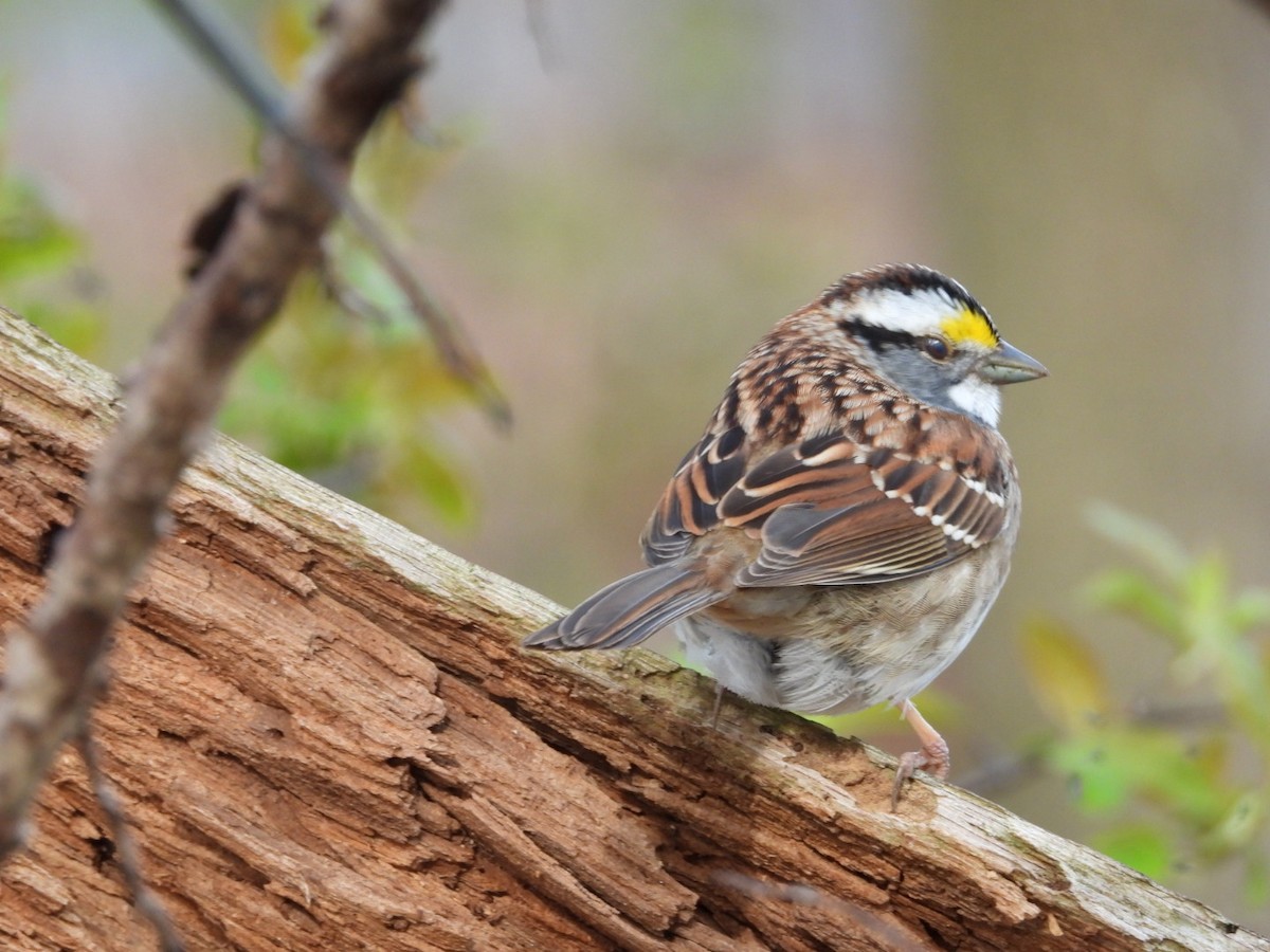 White-throated Sparrow - ML618299758