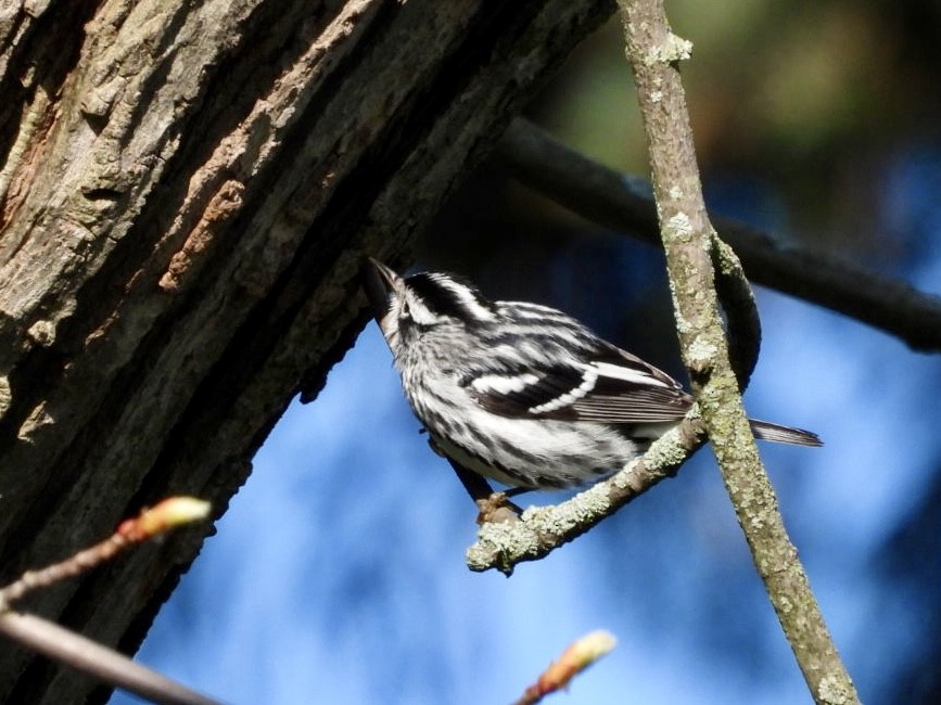 Black-and-white Warbler - ML618299774