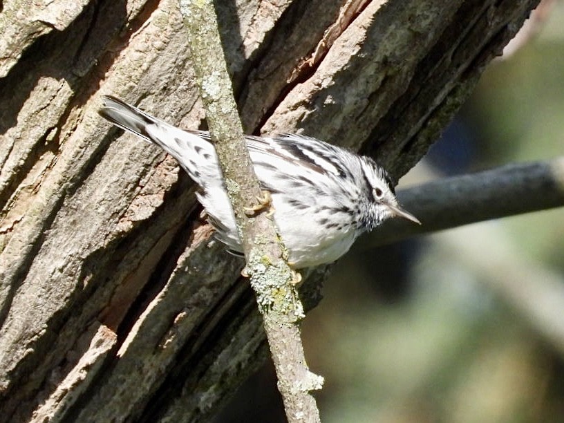 Black-and-white Warbler - Rosanne Petrich