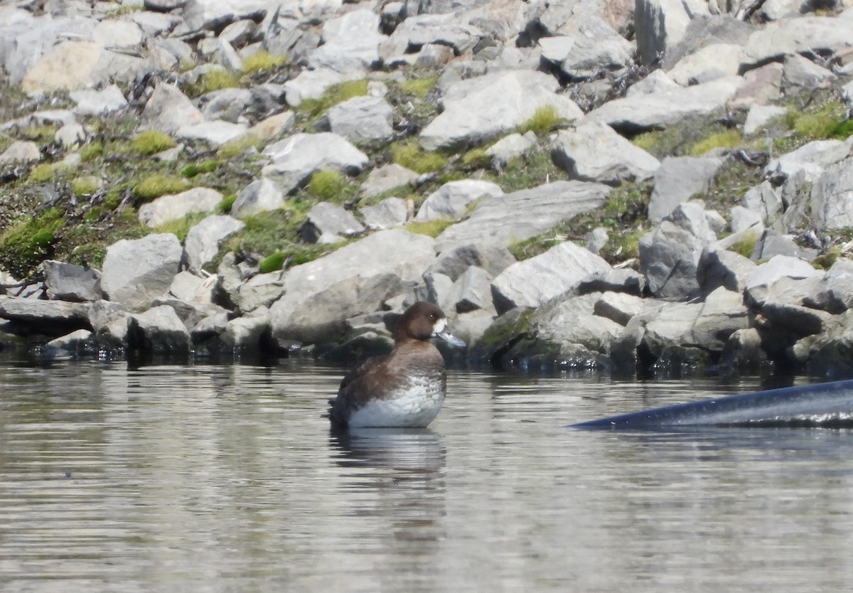 Greater Scaup - ML618299804