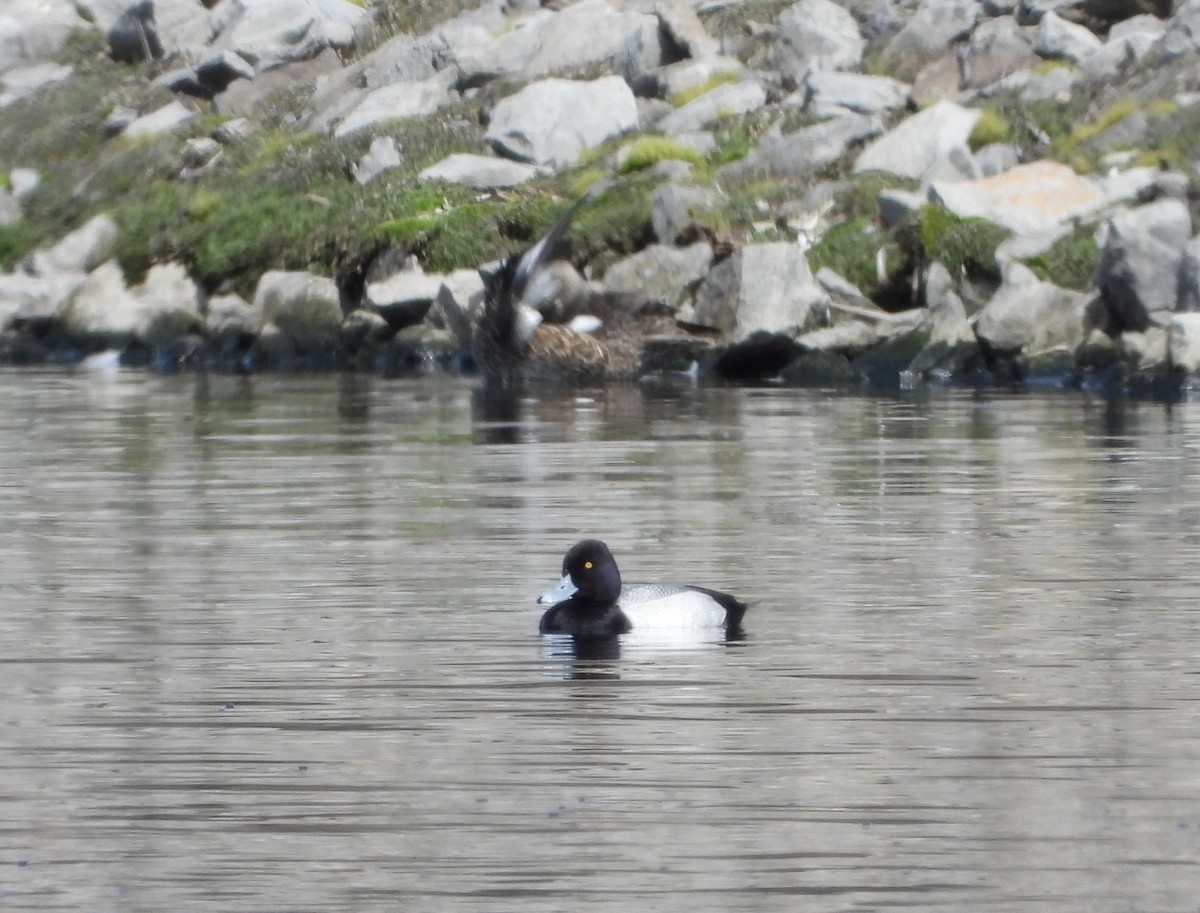 Greater Scaup - ML618299805