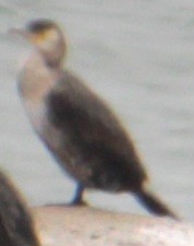 Great Cormorant (North Atlantic) - ML618299843