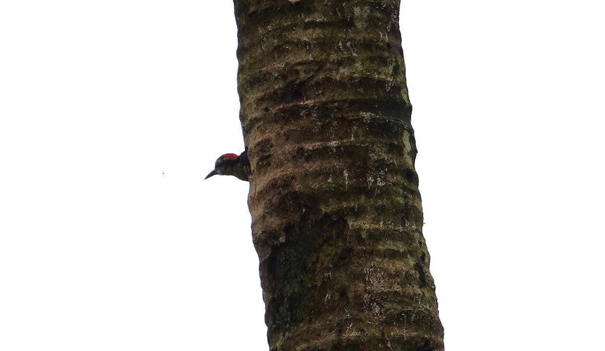 Black-cheeked Woodpecker - ML618299847