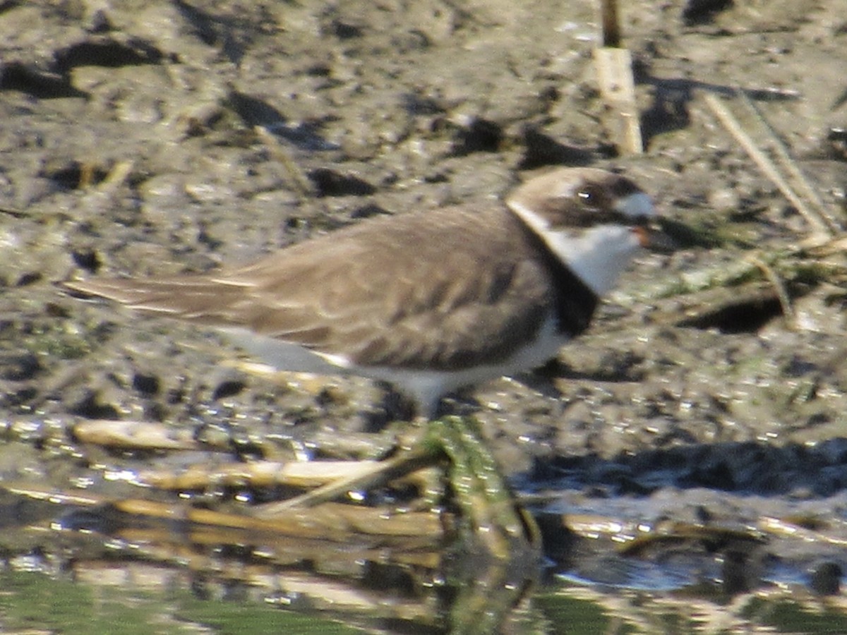 Semipalmated Plover - ML618299861