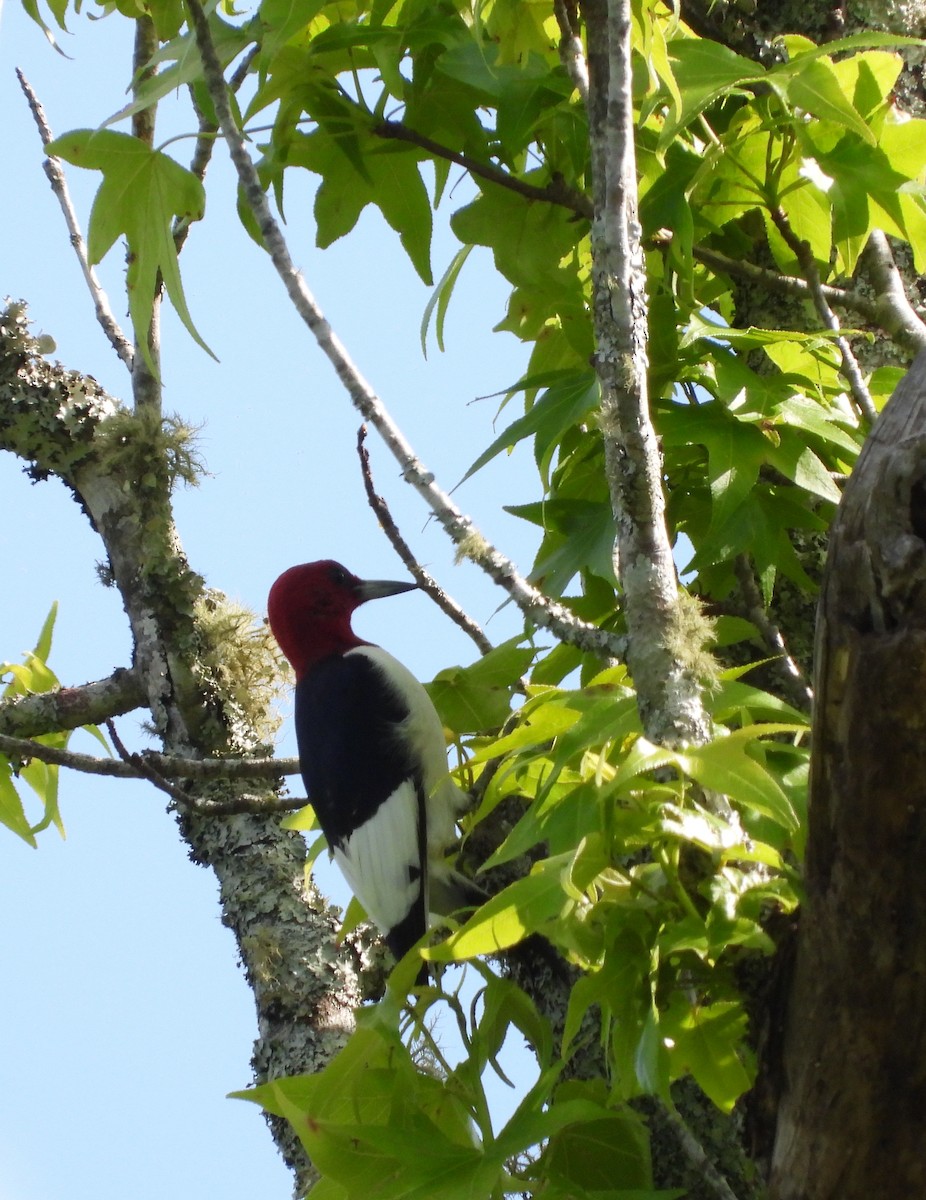 Red-headed Woodpecker - ML618299869