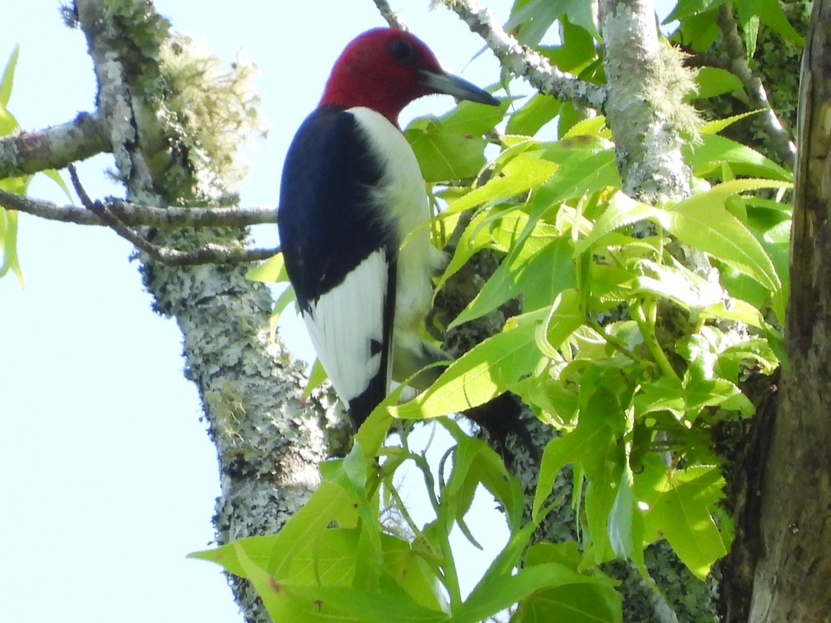 Red-headed Woodpecker - ML618299870
