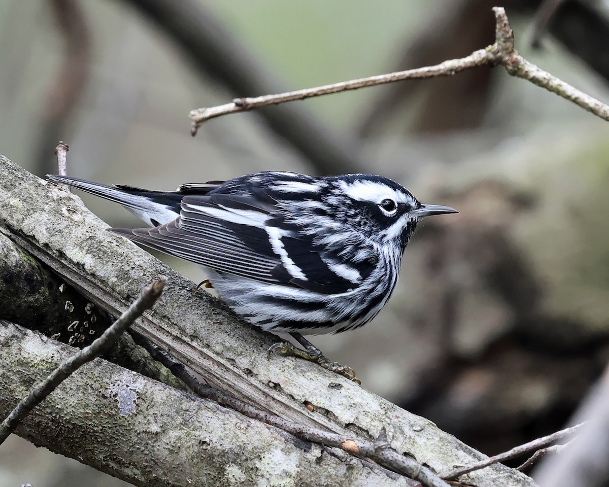 Black-and-white Warbler - ML618299894