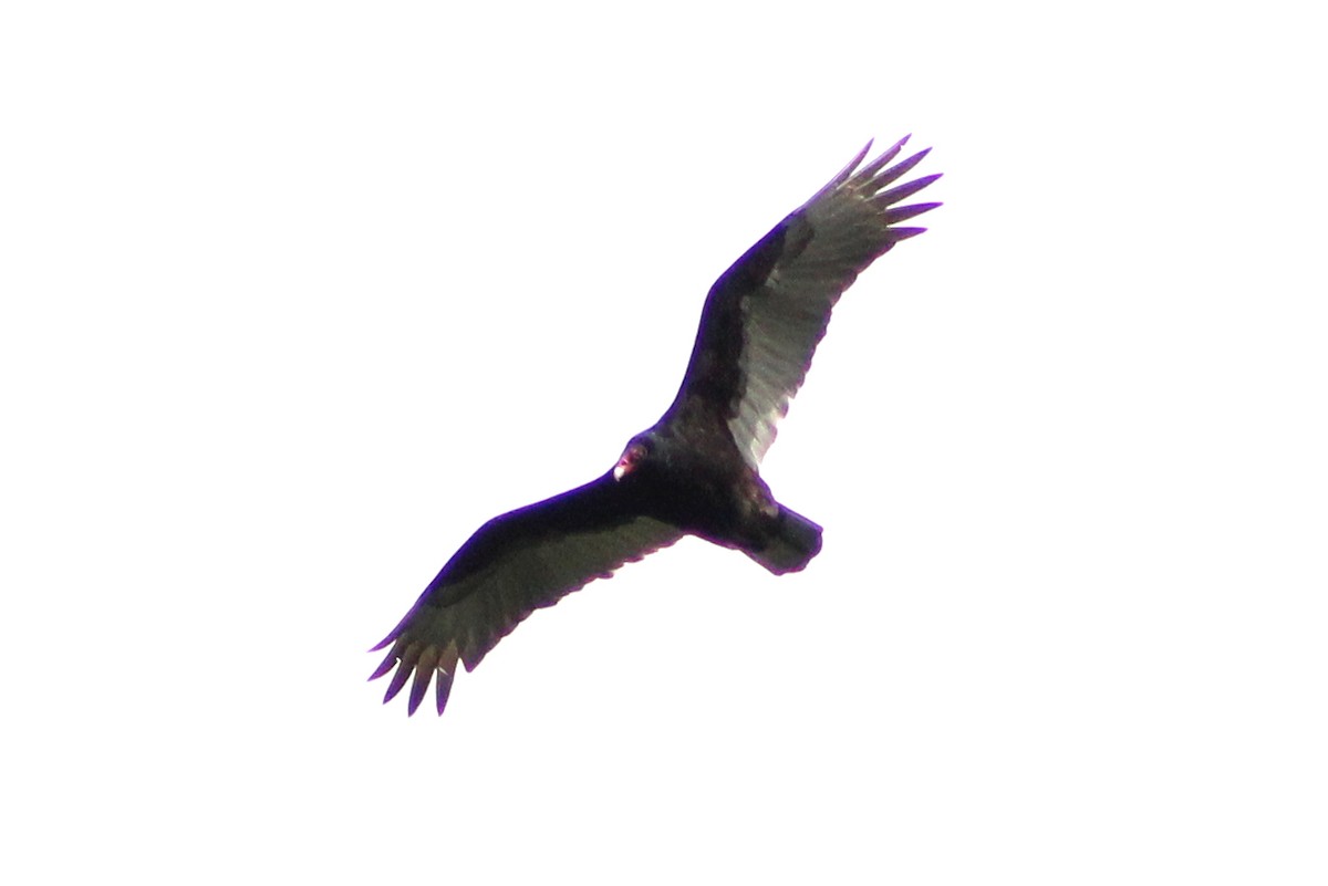 Turkey Vulture - ML618299896