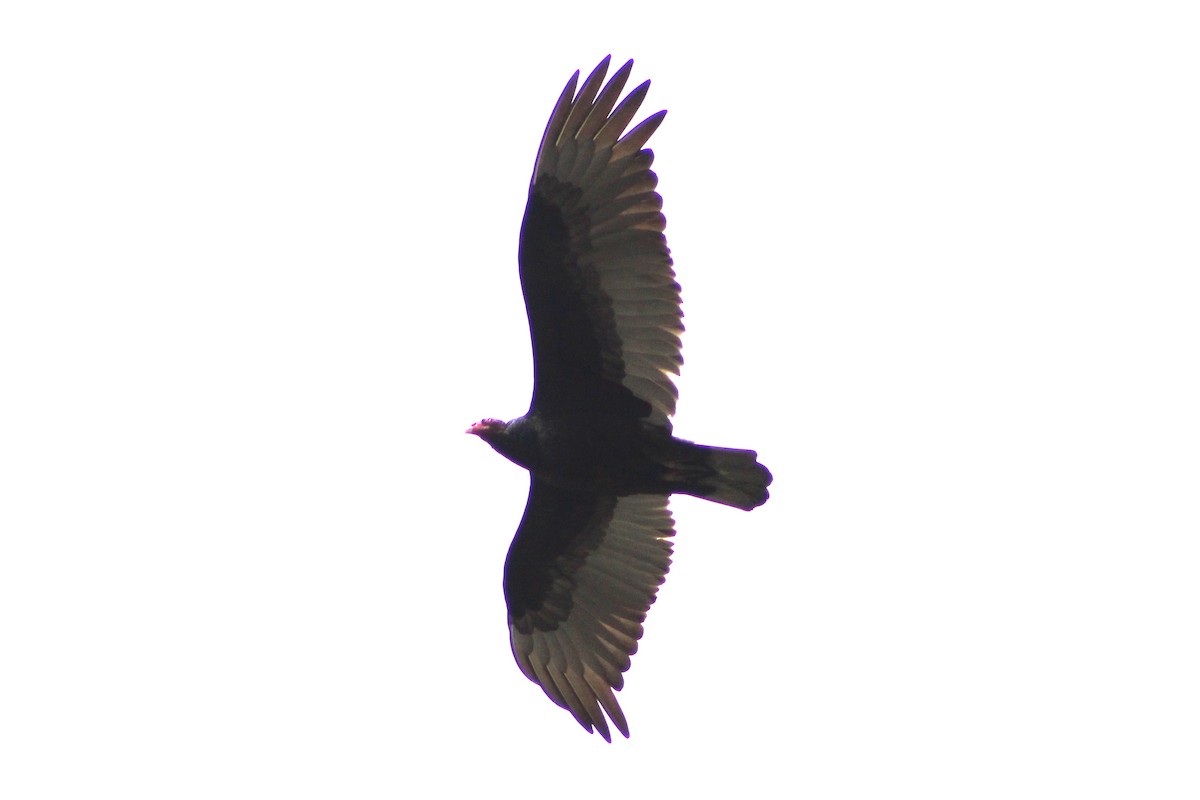 Turkey Vulture - ML618299897