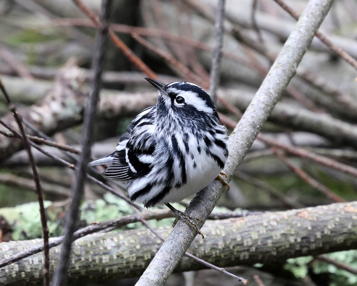 Black-and-white Warbler - ML618299898