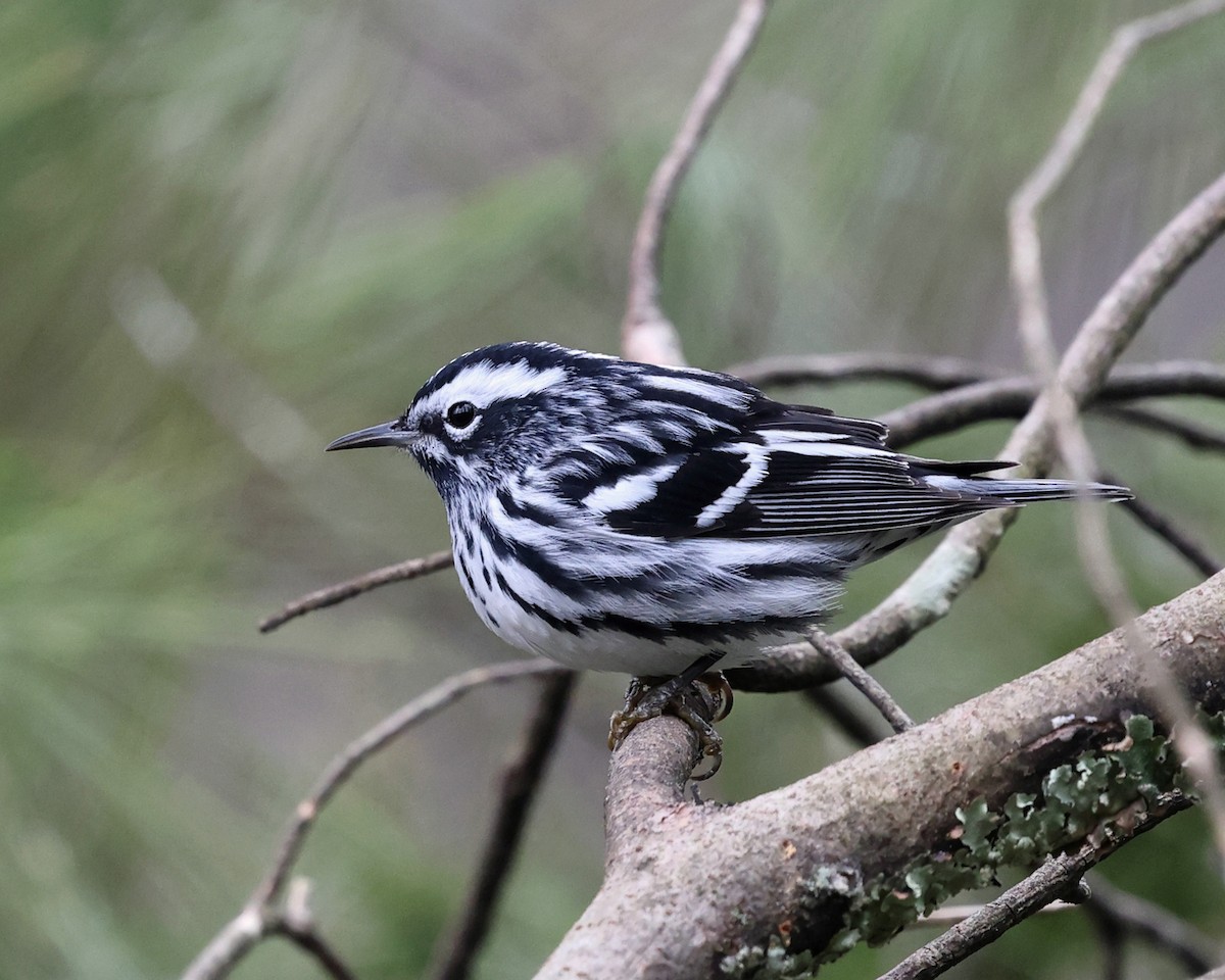 Black-and-white Warbler - ML618299904