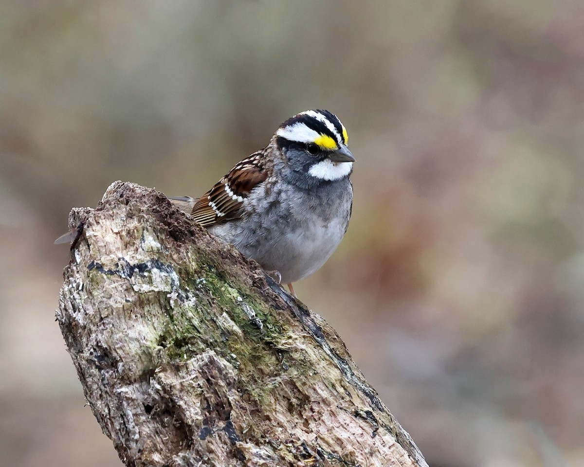 White-throated Sparrow - ML618299906