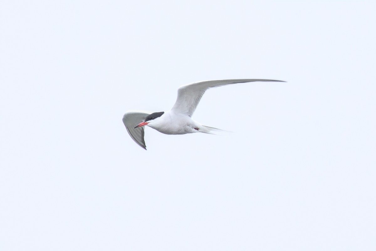 Common Tern - ML618299923