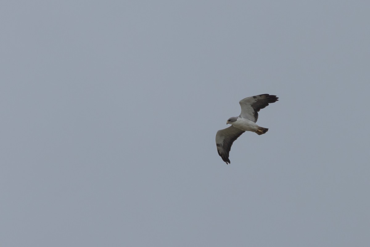 White-tailed Hawk - Dan Ellison