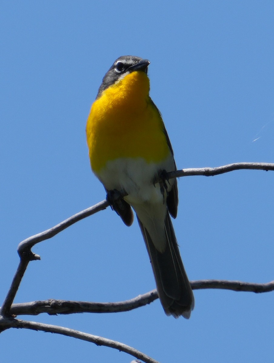 Yellow-breasted Chat - ML618299972