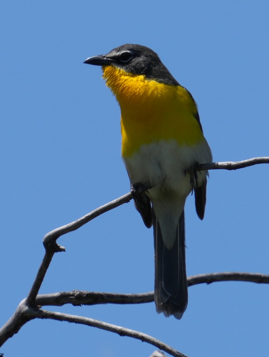 Yellow-breasted Chat - ML618299973