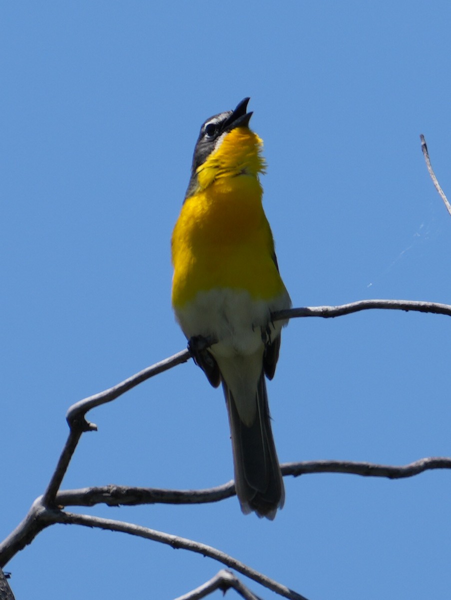 Yellow-breasted Chat - ML618299974