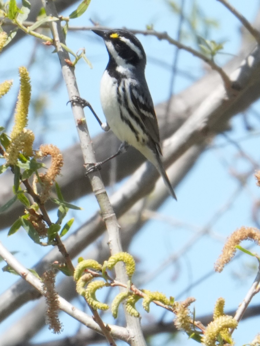 Black-throated Gray Warbler - Don Hoechlin
