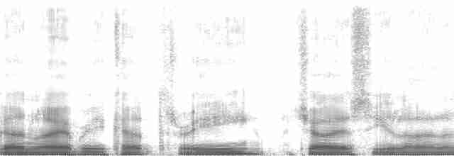 Wellenläufer (leucorhoa) - ML61830