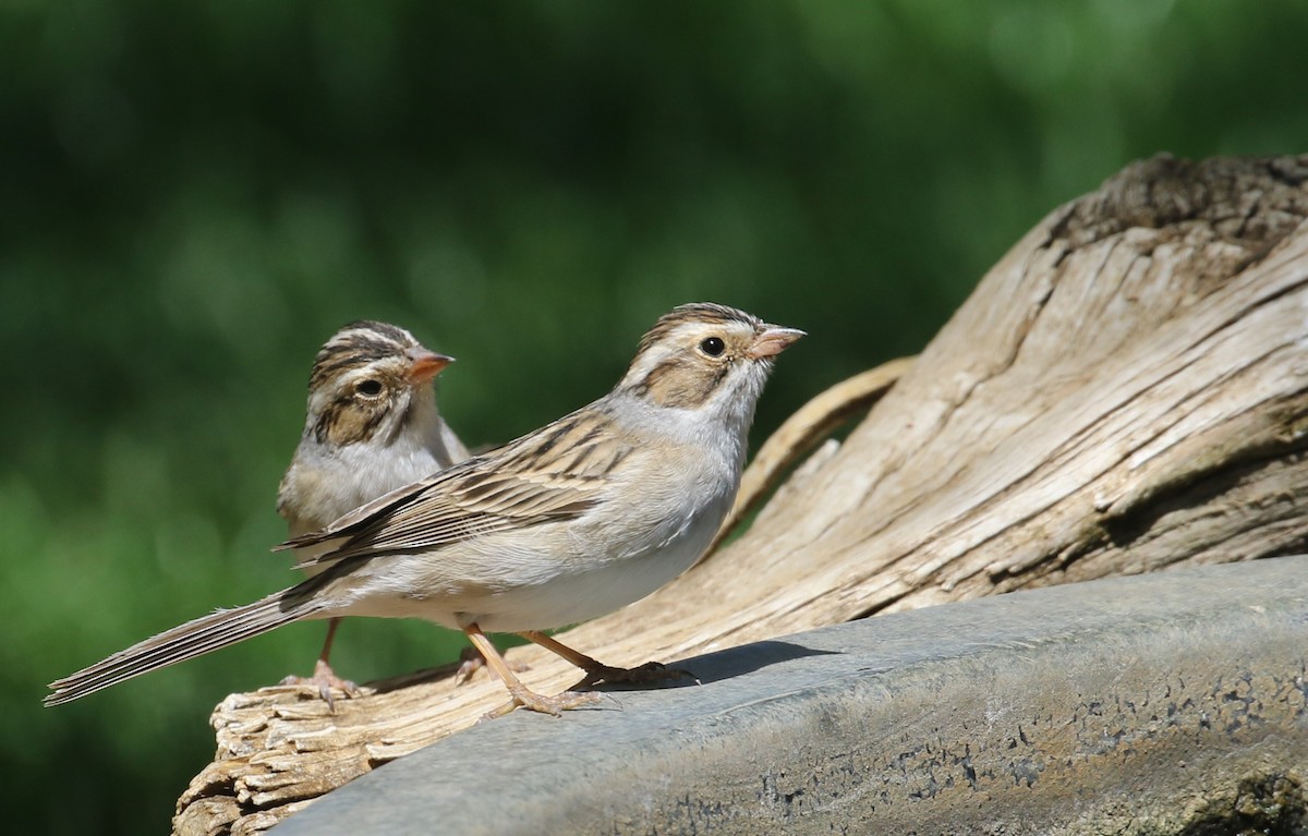 Clay-colored Sparrow - ML618300028