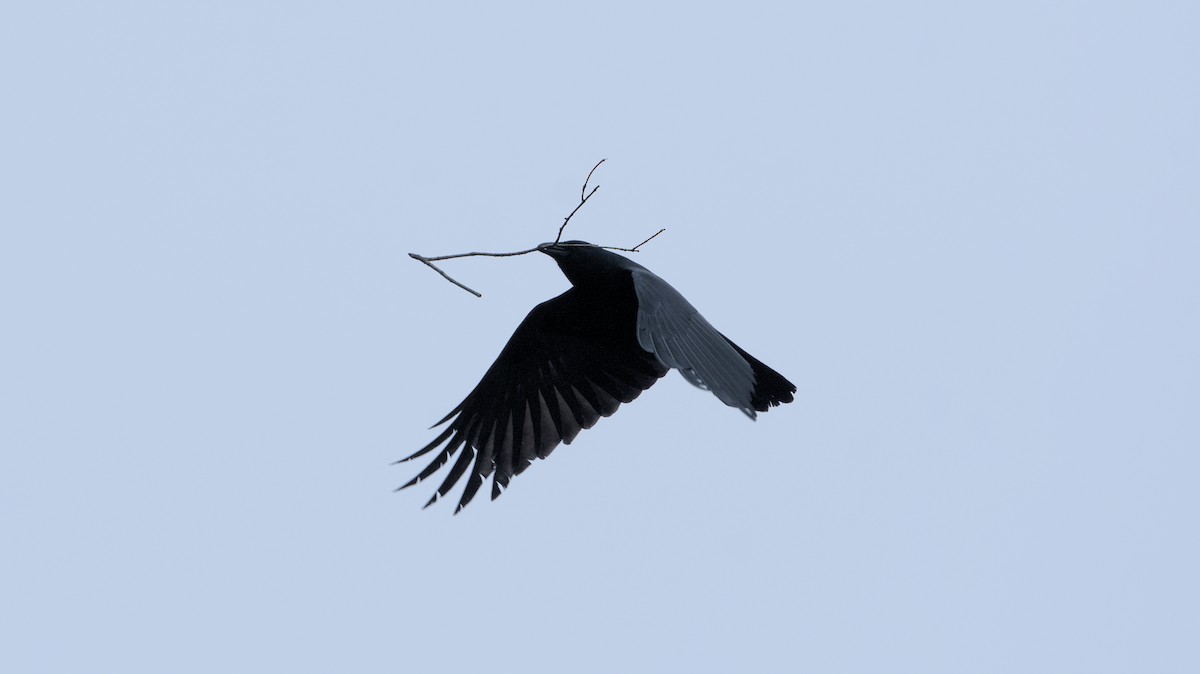 Fish Crow - Robert Howard