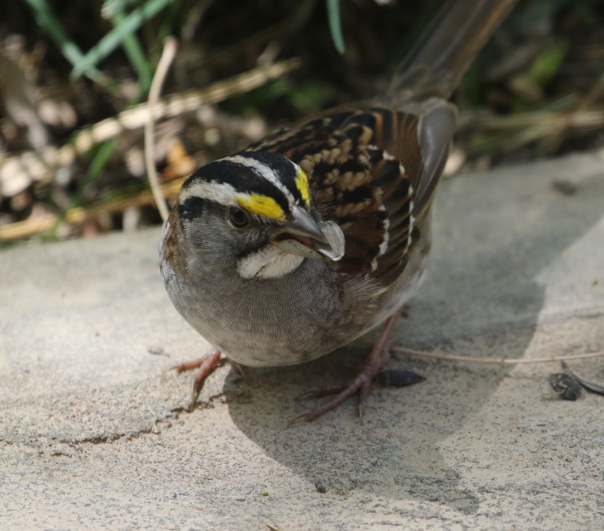 White-throated Sparrow - ML618300055